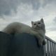 Persian cat (white) (10 months old)