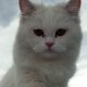 Persian cat (white) (10 months old)