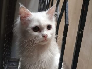 persian kitten for sale