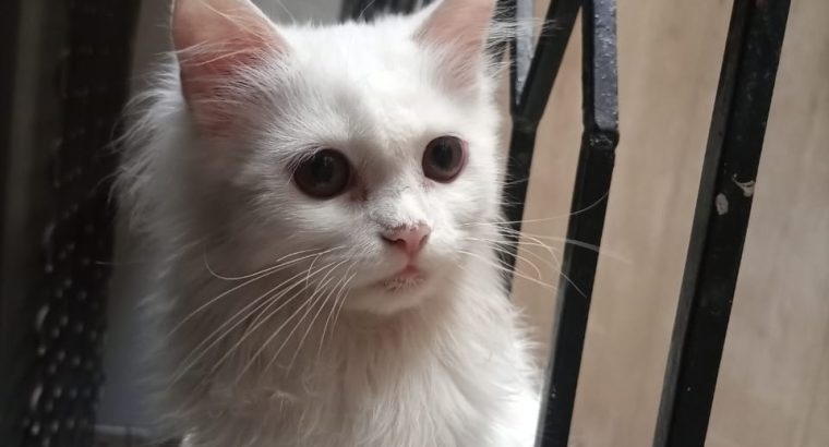 persian kitten for sale