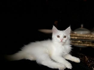 Vaccinated Persian cat