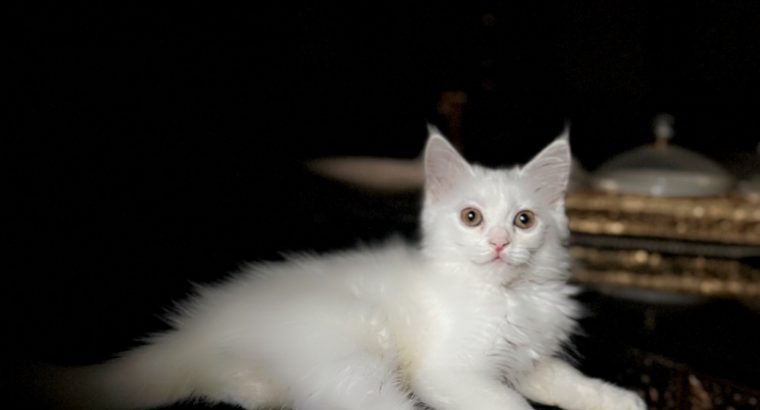 Vaccinated Persian cat