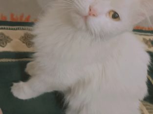 Female white Persian cat