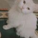 Female white Persian cat