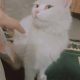 Female white Persian cat