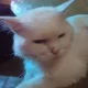 White Male Persian Cat For Sale