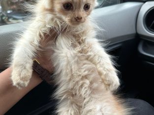 Fawn Persian kittens available