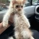 Fawn Persian kittens available