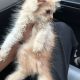 Fawn Persian kittens available