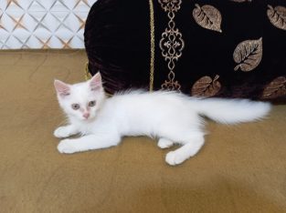 Persian White Cat | Long Coat | Doll Face