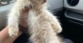 Fawn Persian kittens available