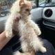 Fawn Persian kittens available