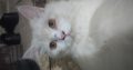 Semi punch face beautiful white Persian cat