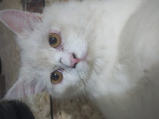 Semi punch face beautiful white Persian cat