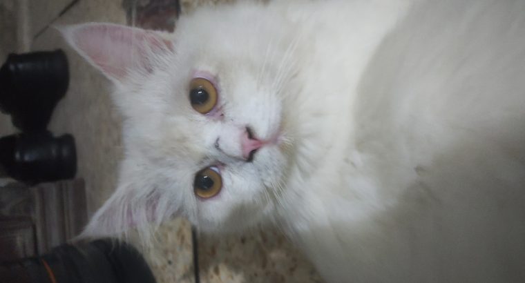 Semi punch face beautiful white Persian cat