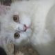 Semi punch face beautiful white Persian cat