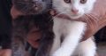 Persian Kittens Pair | 2 Months of Age