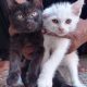 Persian Kittens Pair | 2 Months of Age