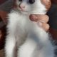 Persian Kittens Pair | 2 Months of Age