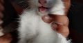 Persian Kittens Pair | 2 Months of Age