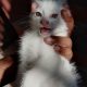 Persian Kittens Pair | 2 Months of Age