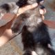 Persian Kittens Pair | 2 Months of Age