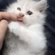 Double Coated pure Persian Kitten