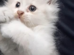 Double Coated pure Persian Kitten