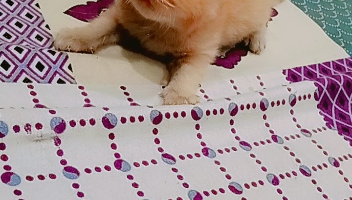 persian kitten for sale