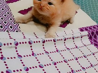 persian kitten for sale