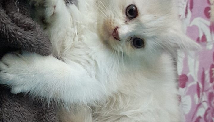 Double Coated pure Persian Kitten