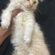 Fawn Persian kittens available