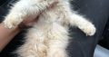 Fawn Persian kittens available