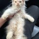 Fawn Persian kittens available