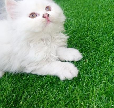 Home raised Persian kittens