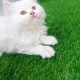 Home raised Persian kittens