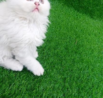 Home raised Persian kittens