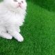 Home raised Persian kittens