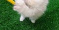 Home raised Persian kittens