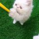 Home raised Persian kittens