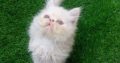 Home raised Persian kittens