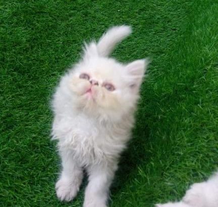 Home raised Persian kittens