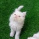 Home raised Persian kittens