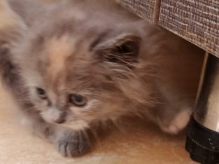 Persian Cats For Sale