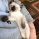 4 persian kittens with 1 free small kitten total 5