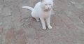 For sale Persian Male Cat