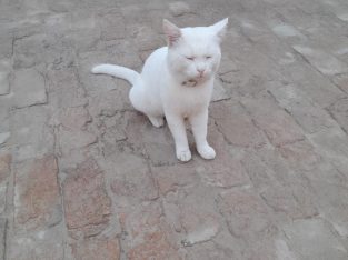 For sale Persian Male Cat