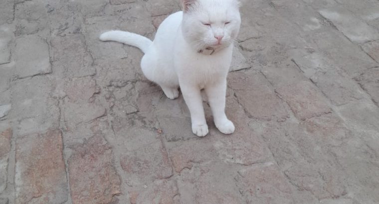 For sale Persian Male Cat