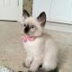 4 persian kittens with 1 free small kitten total 5