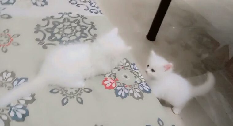 PERSIAN KITTENS, 03302452022